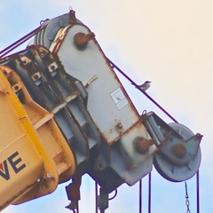 Tyrannus dominicensis