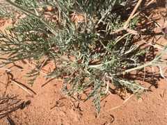 Hymenopappus filifolius