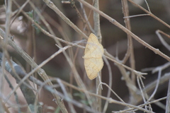 Nematocampa