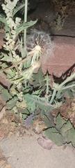 Urospermum picroides