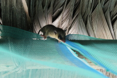 Marmosops noctivagus