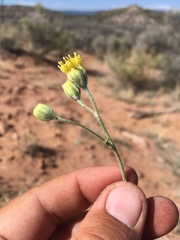 Hymenopappus filifolius