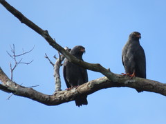 Helicolestes hamatus