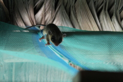 Marmosops noctivagus