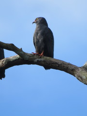 Helicolestes hamatus