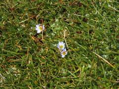 Dolichocarpa