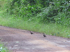 Patagioenas plumbea