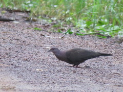 Patagioenas plumbea