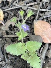 Phacelia viscida viscida