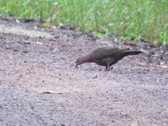 Patagioenas plumbea