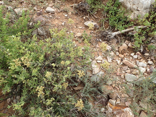 Crassula mesembryanthoides