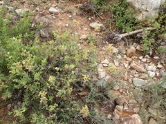 Crassula mesembryanthoides mesembryanthoides