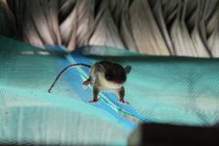 Marmosops noctivagus