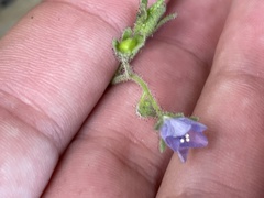 Phacelia viscida viscida