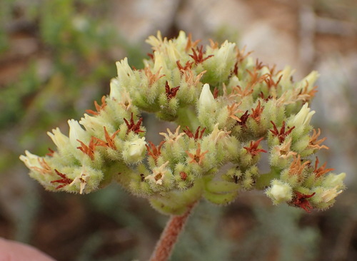 Crassula mesembryanthoides