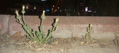 Urospermum picroides