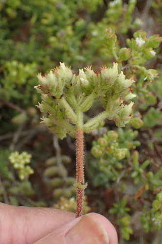 Crassula mesembryanthoides