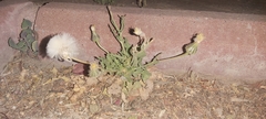 Urospermum picroides