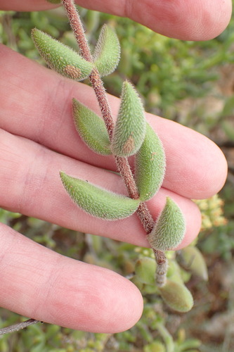 Crassula mesembryanthoides