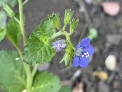 Phacelia viscida viscida