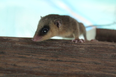 Marmosops noctivagus