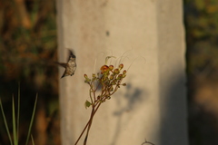 Ipomoea neei
