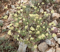 Crassula mesembryanthoides mesembryanthoides