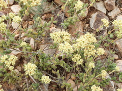 Crassula mesembryanthoides mesembryanthoides