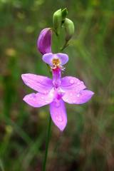 Calopogon tuberosus