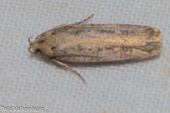 Platyedra subcinerea