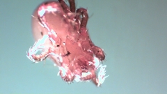 Parasitellus fucorum