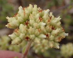 Crassula mesembryanthoides mesembryanthoides
