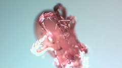 Parasitellus fucorum