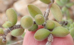 Crassula mesembryanthoides mesembryanthoides