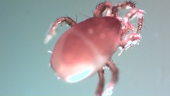 Parasitellus fucorum