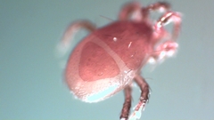 Parasitellus fucorum
