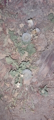 Urospermum picroides