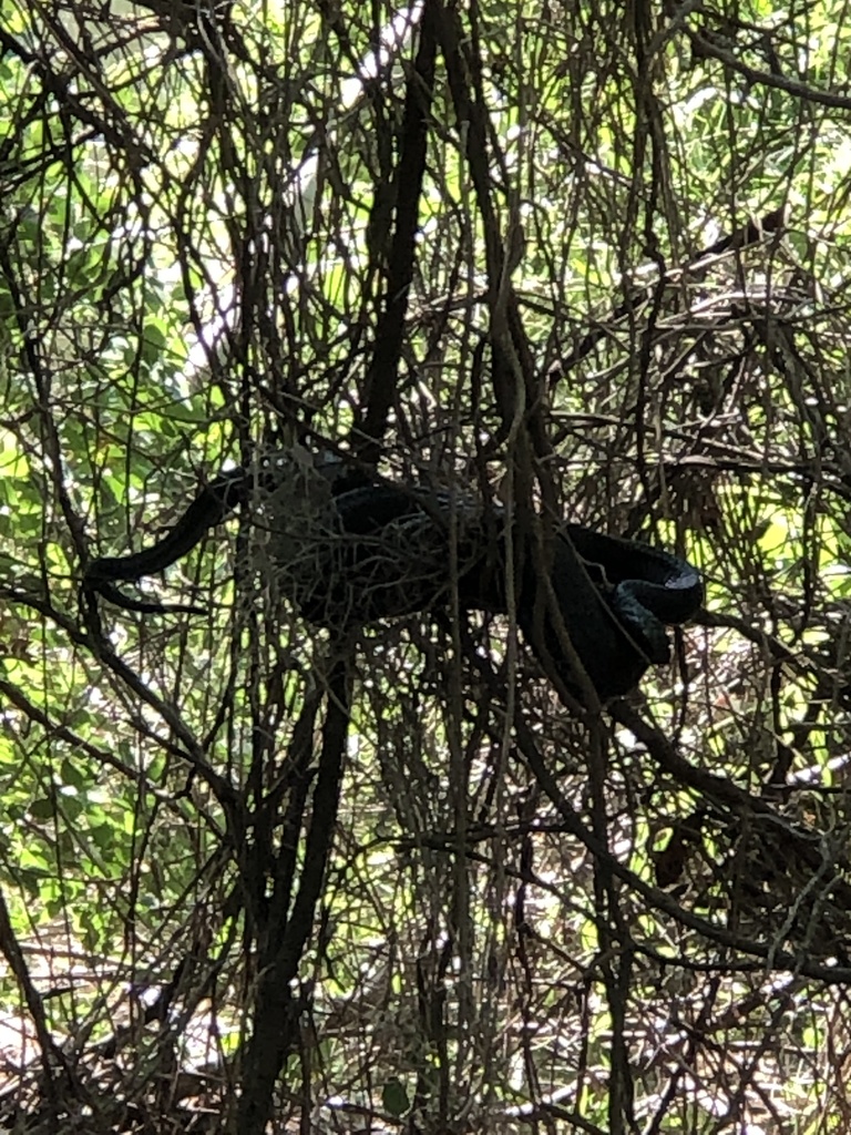 Central American Indigo Snake In April 2022 By Julie Pearce INaturalist   Large 