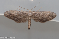 Idaea longaria