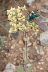 Crassula mesembryanthoides mesembryanthoides