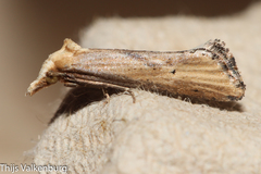 Cochylimorpha decolorella