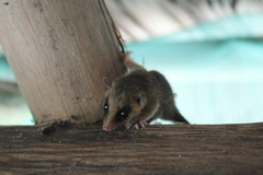 Marmosops noctivagus