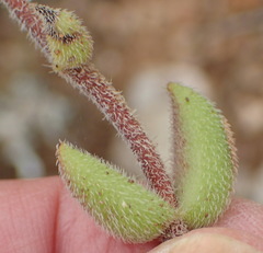 Crassula mesembryanthoides mesembryanthoides