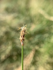 Eleocharis parishii
