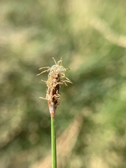 Eleocharis parishii