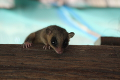 Marmosops noctivagus