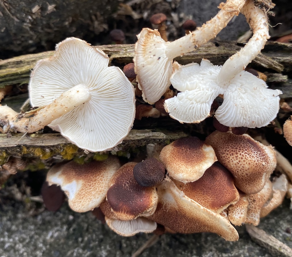 Ripartitella brasiliensis · April 2022 · photo: © heimatlos (iNaturalist, cc0)