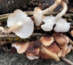 Ripartitella brasiliensis