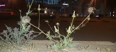Urospermum picroides