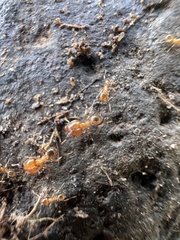 Pheidole californica